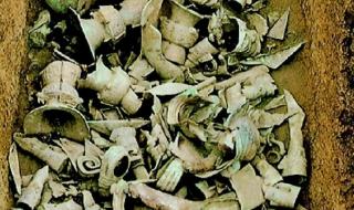 青铜树修复后将展出