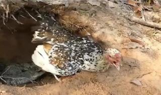 野鸡母鸡怎么叫 野鸡母鸡怎么叫