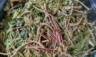 三种人不宜吃香椿 三种人不宜吃香椿