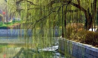 关于三月的唯美句子