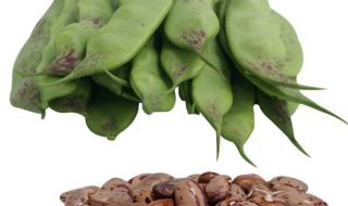 九月青豆角产自哪里