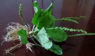 过路黄的功效与作用 过路黄的功效与作用