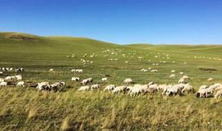 我愿做一只小羊 我愿做一只小羊