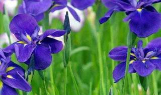 紫罗兰花语 紫罗兰花语