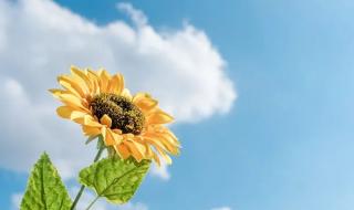 向日葵的人生 向日葵的人生