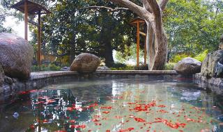 团购温泉票 团购温泉票