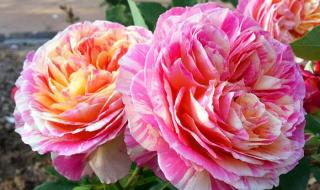 沙漠风暴卡特琳娜 沙漠风暴卡特琳娜