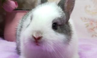 侏儒海棠兔 侏儒海棠兔