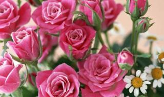 山里人家是什么生肖 山里人家是什么生肖