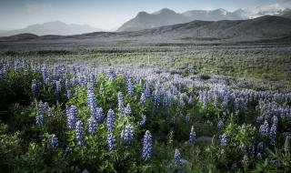 还有一个音译歌词