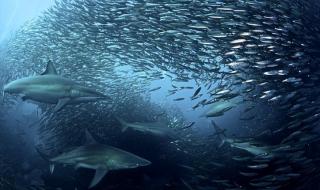 广州珠江水面鱼群齐游 广州珠江水面鱼群齐游